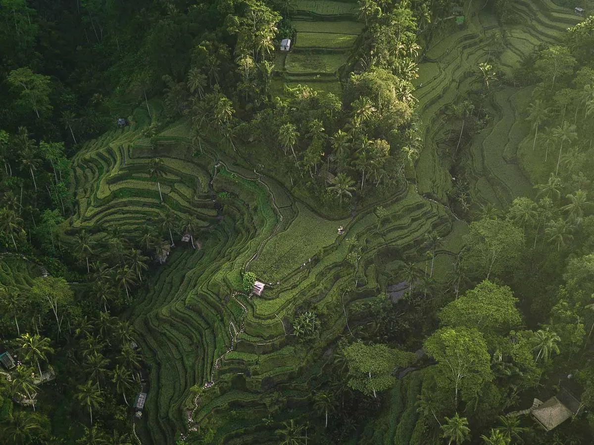 Reisterrassen von Tegalalang, nördlich von Ubud